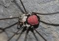 Leiobunum roseum male (3).jpg
