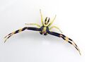 M.vatia live dorsal.jpg