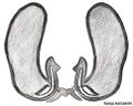 Vulva dorsal