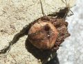 Araneus angulatus 11 1024.jpg