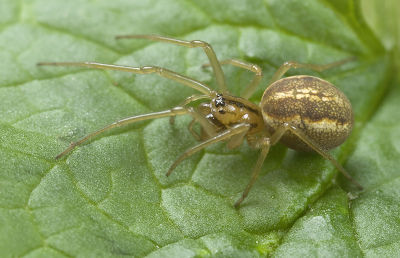 Pachygnatha-clercki Kohlgrund 10-04 03.jpg