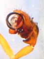 Pedipalpus
