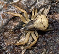 Ozyptila atomaria Teichel 03-2007.jpg