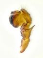 Palpus
