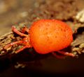 Trombidiidae orange.jpg