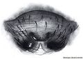 Epigyne