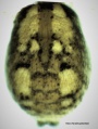 Opisthosoma