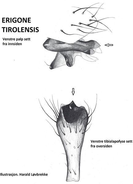 Datei:Erigone tirolensis tibialapofyse HLovbrekke.jpg