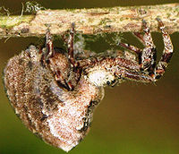 Hyptiotes-paradoxus John-Osmani 09-08.jpg