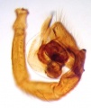 Pedipalpus