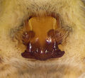 Epigyne