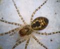 Amaurobius fenestralis 7 1024.jpg