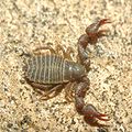 Chernes cimicoides female 01.JPG