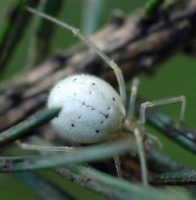 Enoplognatha ovata oder E. latimana Fam. Theridiidae