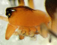 Trematocephalus cristatus