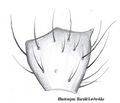 Tibialapophyse