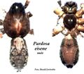 Habitus