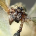 Allagelena gracilens3.jpg