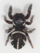 Pellenes nigrociliatus
