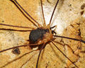 Leiobunum rupestre male A3190 PF1448.JPG