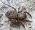 dorsal