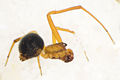Parasteatoda-lunata Ettersberg 09-06 02.jpg