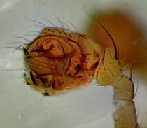 Tenuiphantes tenuis m PediLinks.jpg