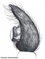 Pedipalpus retrolateral