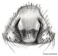 Epigyne