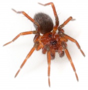 Antistea elegans, Fam. Hahniidae
