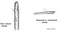 Tibia I und Metatarsus I