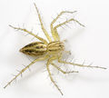 Oxyopes-lineatus Ungarn-Buda 09-05 03.jpg