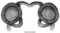 Vulva dorsal