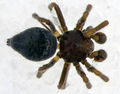 dorsal
