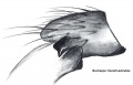 Tibialapophyse