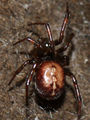 Steatoda-bipunctata-f-.jpg