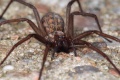 Tegenaria atrica f3.JPG