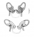 Vulva, Variationen