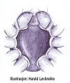 Sternum