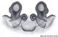 Vulva dorsal
