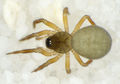 Pocadicnemis-pumila No-Risnesoina 09-13 01.jpg