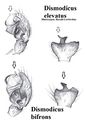 D. bifrons vs. D. elevatus, Vergleich der Pedipalpen und Tibialapophysen