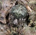 Gibbaranea gibbosa-800-fredeburg.jpg