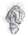 Pedipalpus