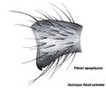 Tibialapophyse
