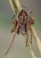 Agalenatea redii M 9-03299.jpg
