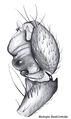 Pedipalpus