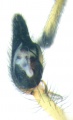 Pedipalpus, ventral