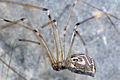 Holocnemus pluchei Fam. Pholcidae