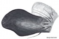 Tibialapophyse